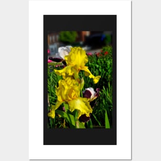 Yellow Iris Posters and Art